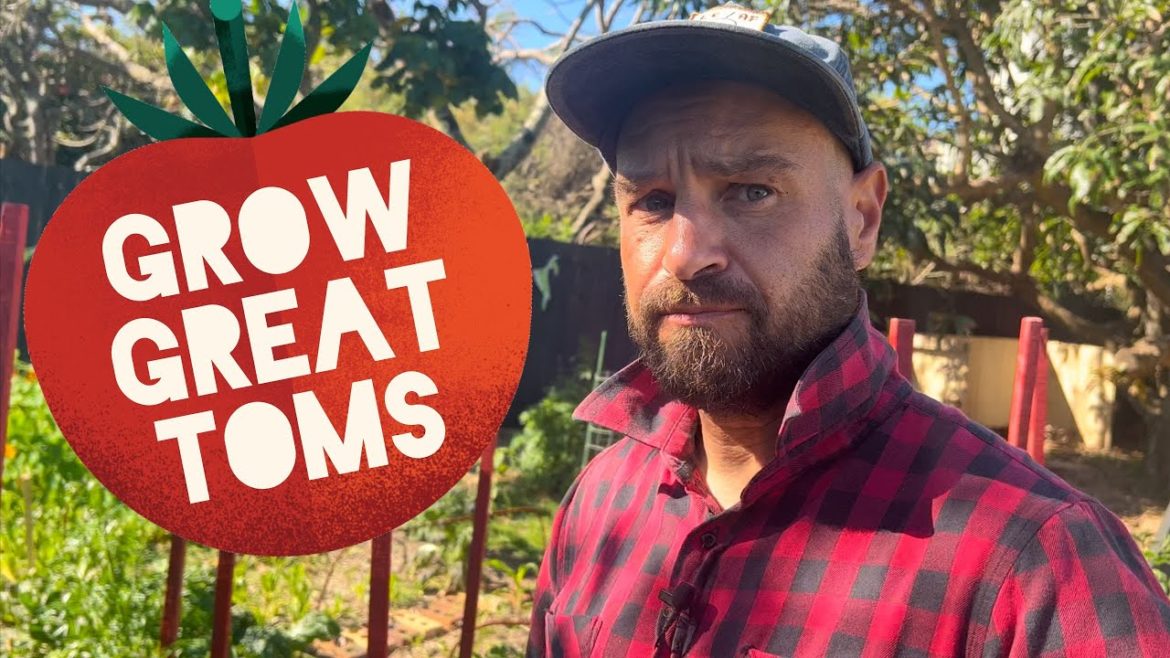 Grow Great Tomatoes