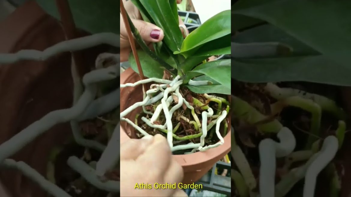 How to repot a phalaenopsis orchid plant ! Gardening Tips ! Orchid care !