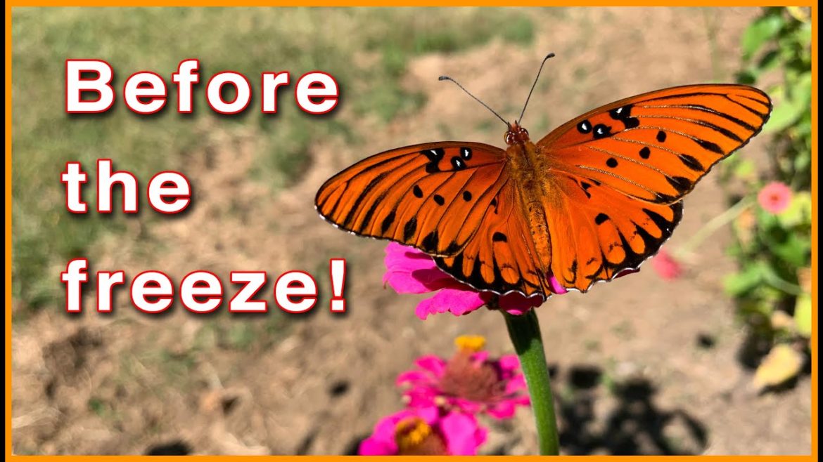 Kaye Kittrell: OCTOBER GARDEN HIGHLIGHTS | Insects, Flowers, Cats, Harvests, FOOD! OCTOBER GARDEN HIGHLIGHTS | Insects, Flowers, Cats, Harvests, FOOD!