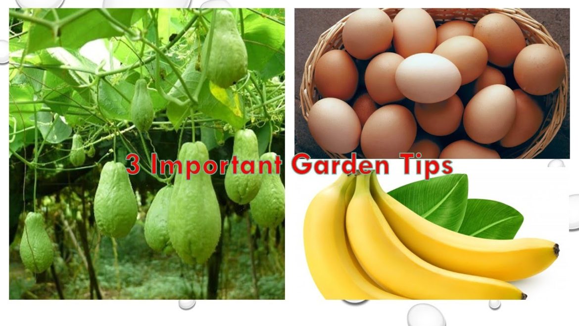 3 Melbourne Garden Tips in English