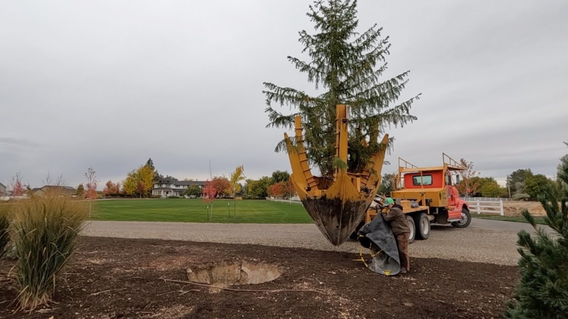 Garden Answer: Planting Trees Around the Hartley + Huge Norway Spruce Installation! 🌳🍁🌲 // Garden Answer Planting Trees Around the Hartley + Huge Norway Spruce Installation! 🌳🍁🌲 // Garden Answer