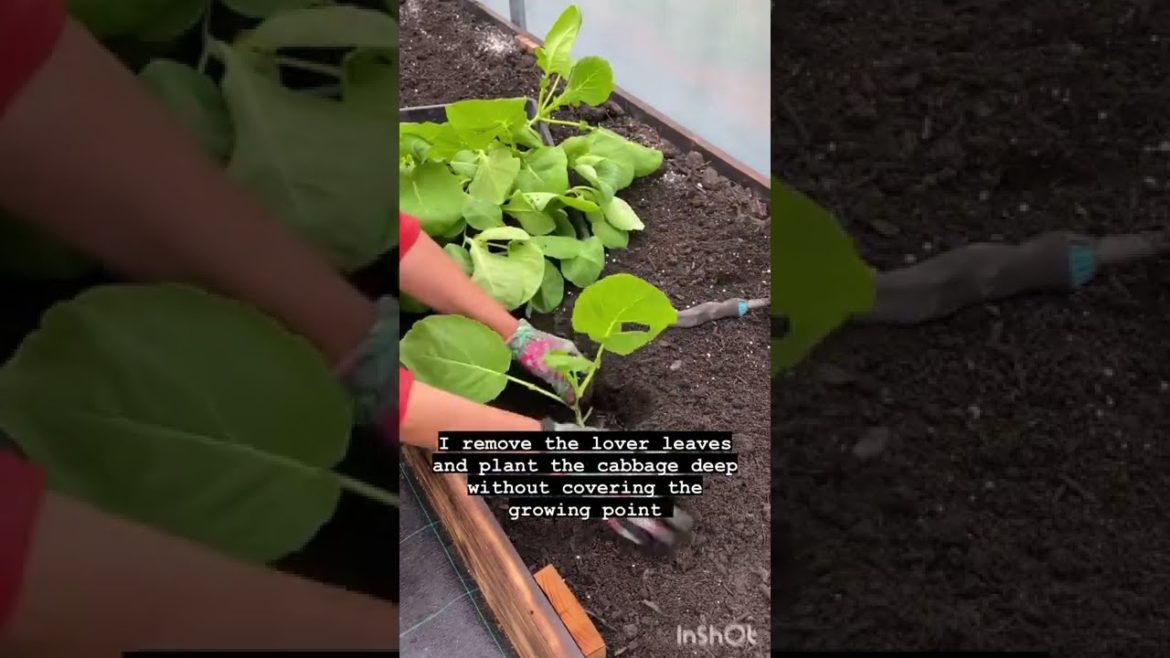 👩🌾Growing fall cabbage #shorts #gardening 👩🌾Growing fall cabbage #shorts #gardening