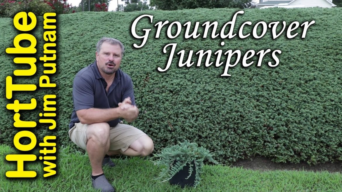 All About Groundcover Junipers – Erosion Control Planting On A Slope All About Groundcover Junipers - Erosion Control Planting On A Slope