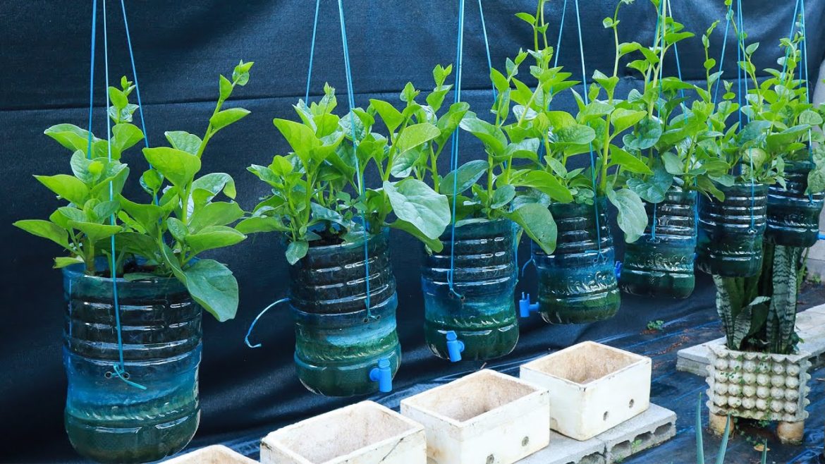 Hanging vegetable gardening. growing spinach for beginners