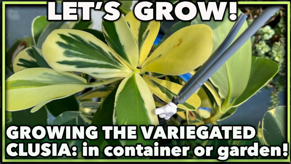 HOW TO GROW THE VARIEGATED CLUSIA ! HOW TO GROW THE VARIEGATED CLUSIA !