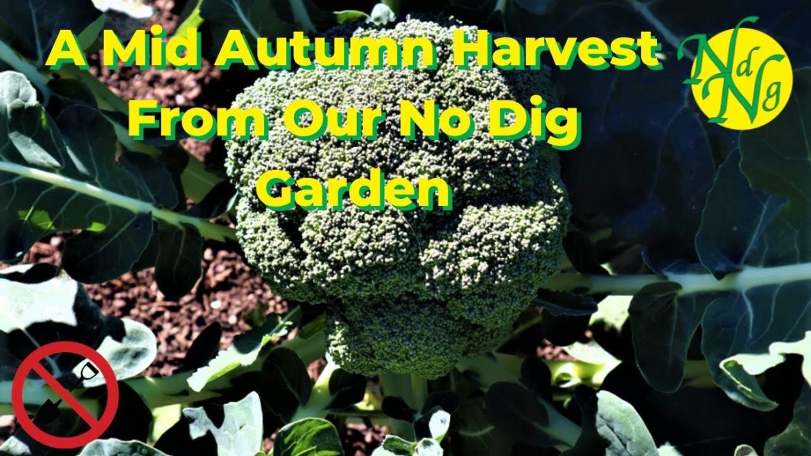 A Mid Autumn Harvest From Our No Dig Garden A Mid Autumn Harvest From Our No Dig Garden