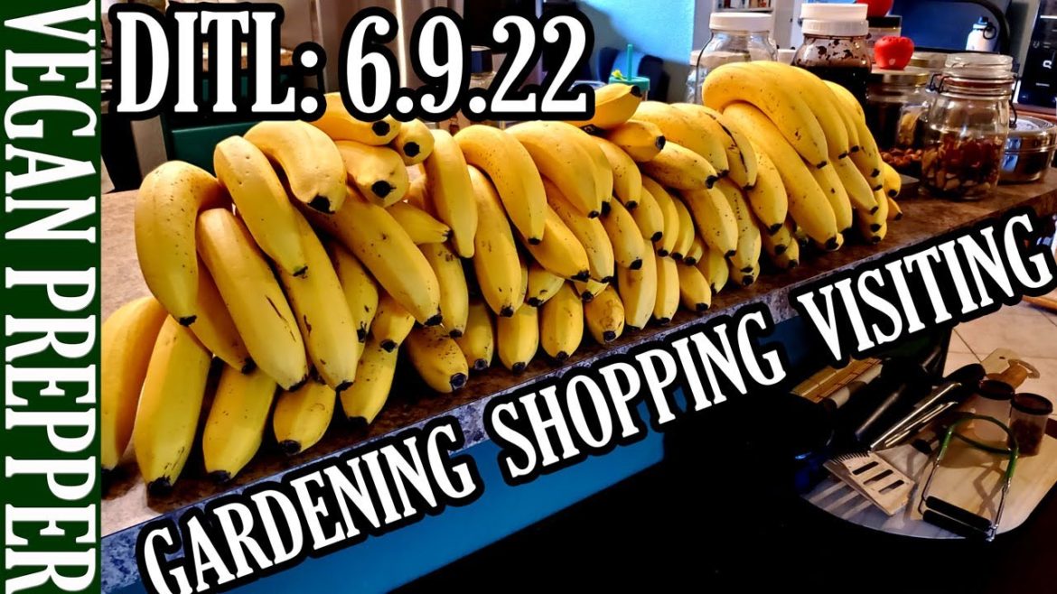 DITL: Phoenix Summer Gardening, Bulk Shopping, My Friend Sees My Prepping Pantry! DITL: Phoenix Summer Gardening, Bulk Shopping, My Friend Sees My Prepping Pantry!