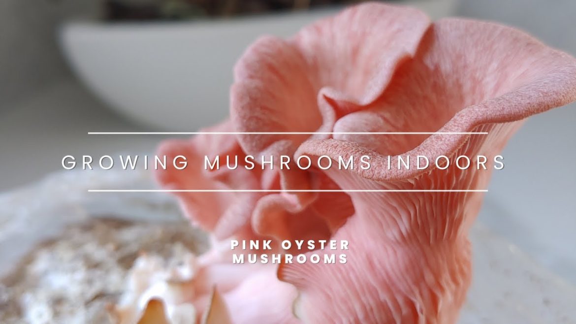 Growing Mushrooms Indoors