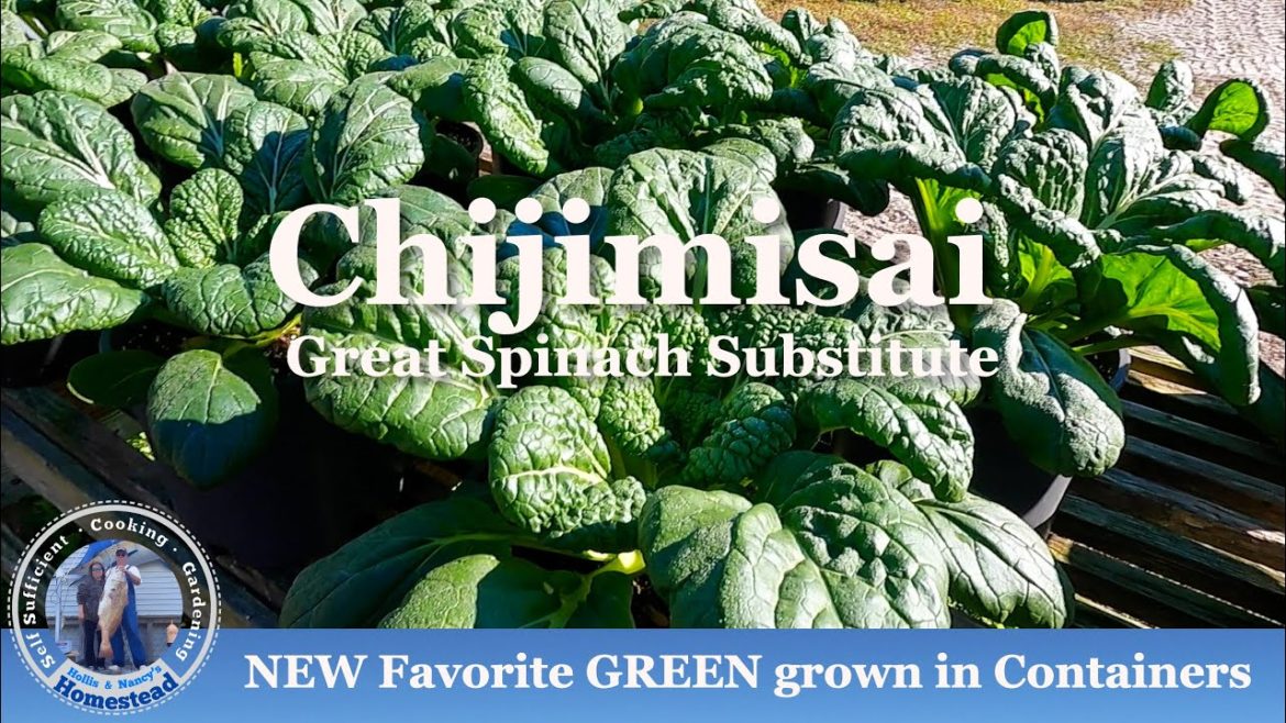 How to Grow Favorite GREEN from Seed to Harvest in Containers