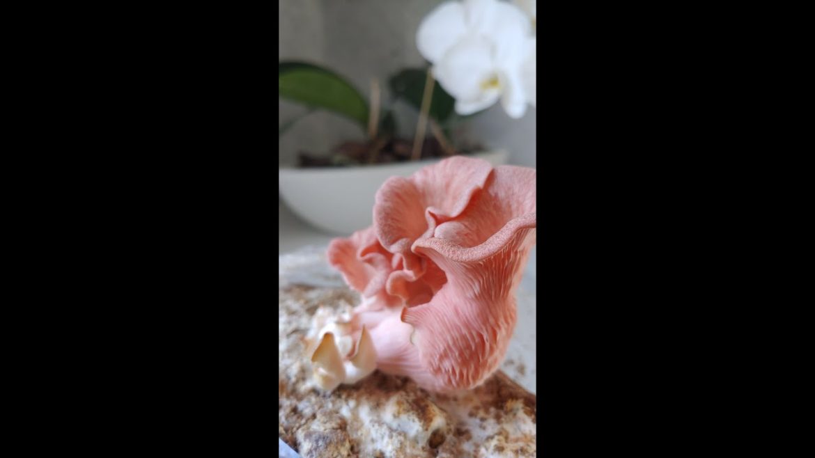 Growing Pink Oyster Mushrooms Indoors #shorts