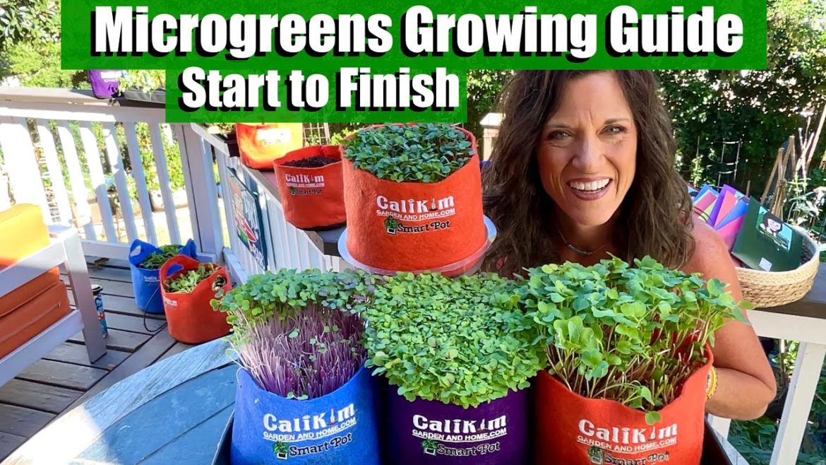Microgreens Growing Guide – From Start to Finish 🌱 Microgreens Growing Guide - From Start to Finish 🌱