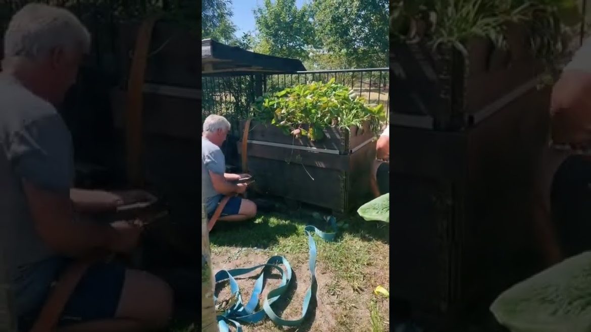 Gardentok TikTok maariafcr Gardentok TikTok maariafcr