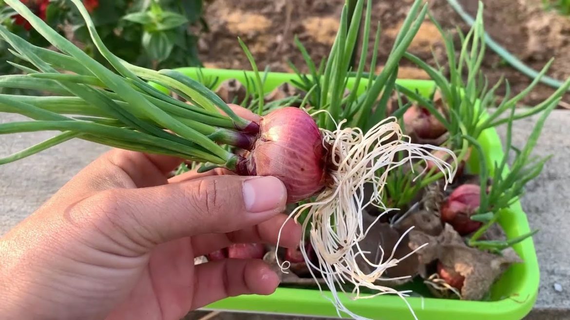 City Garden- Tips to grow scallions with water are easy for housewives at home
