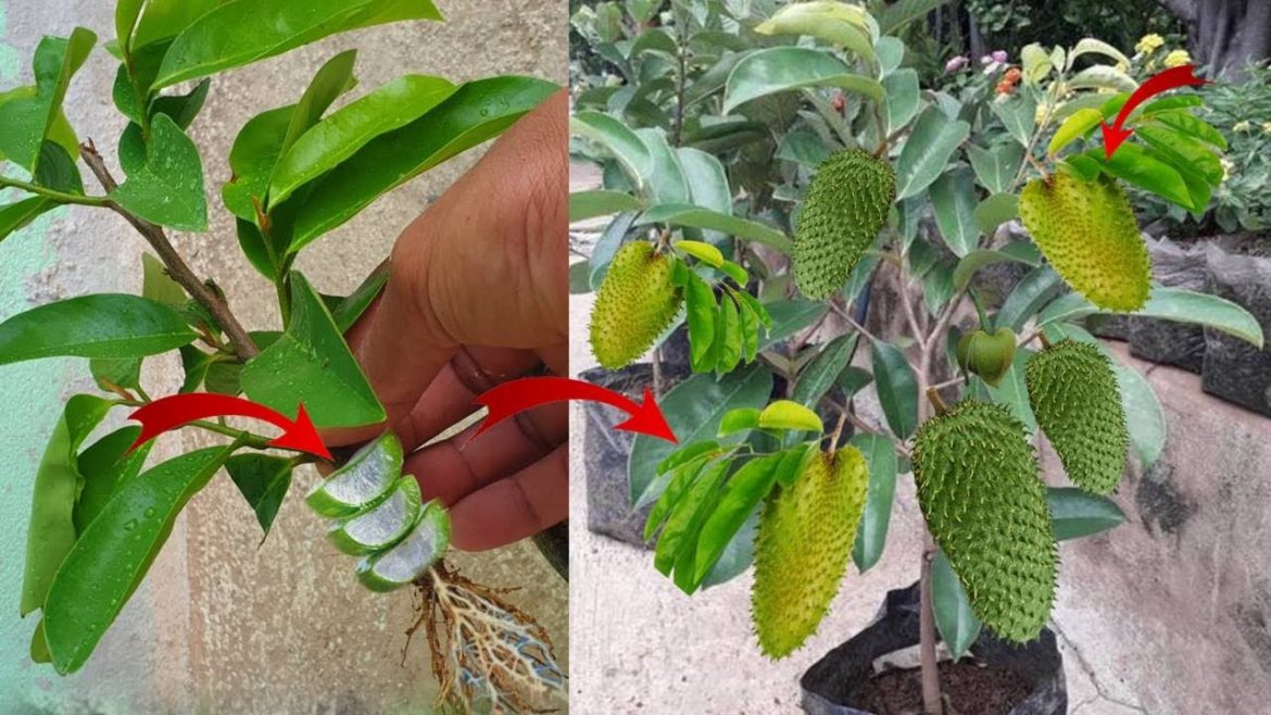 Tips for Soursop Stem Cuttings Using 100% Successful Natural Root Growers Tips for Soursop Stem Cuttings Using 100% Successful Natural Root Growers