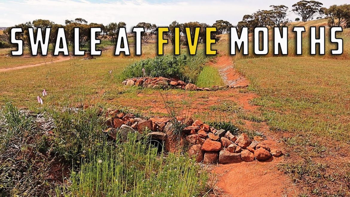 5 month old permaculture SWALE + to chop or not?