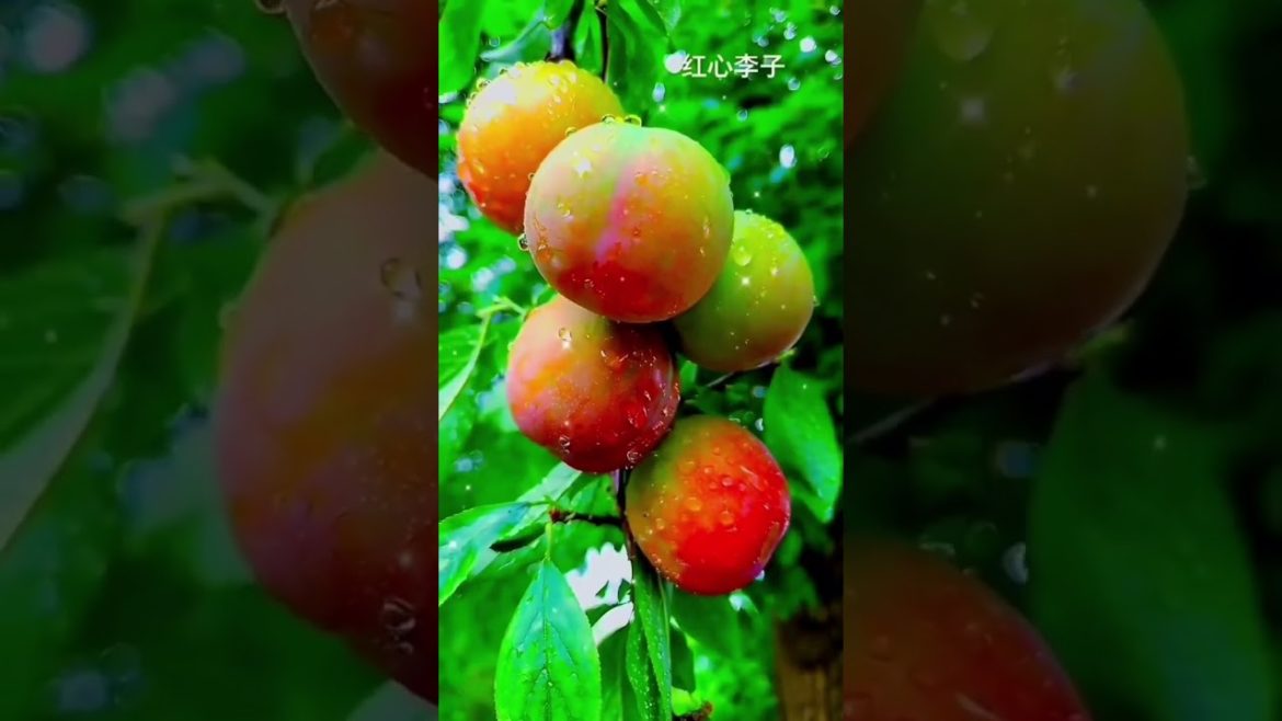 Fruit fresh ripe red #shorts #gardener #fruit #fyp #funny #harvest #Satisfying