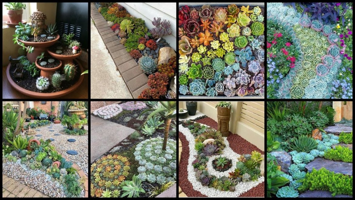 Succulent Garden Ideas | Front Yard Succulent Landscaping Ideas | Garden Designs| Garden Decoration