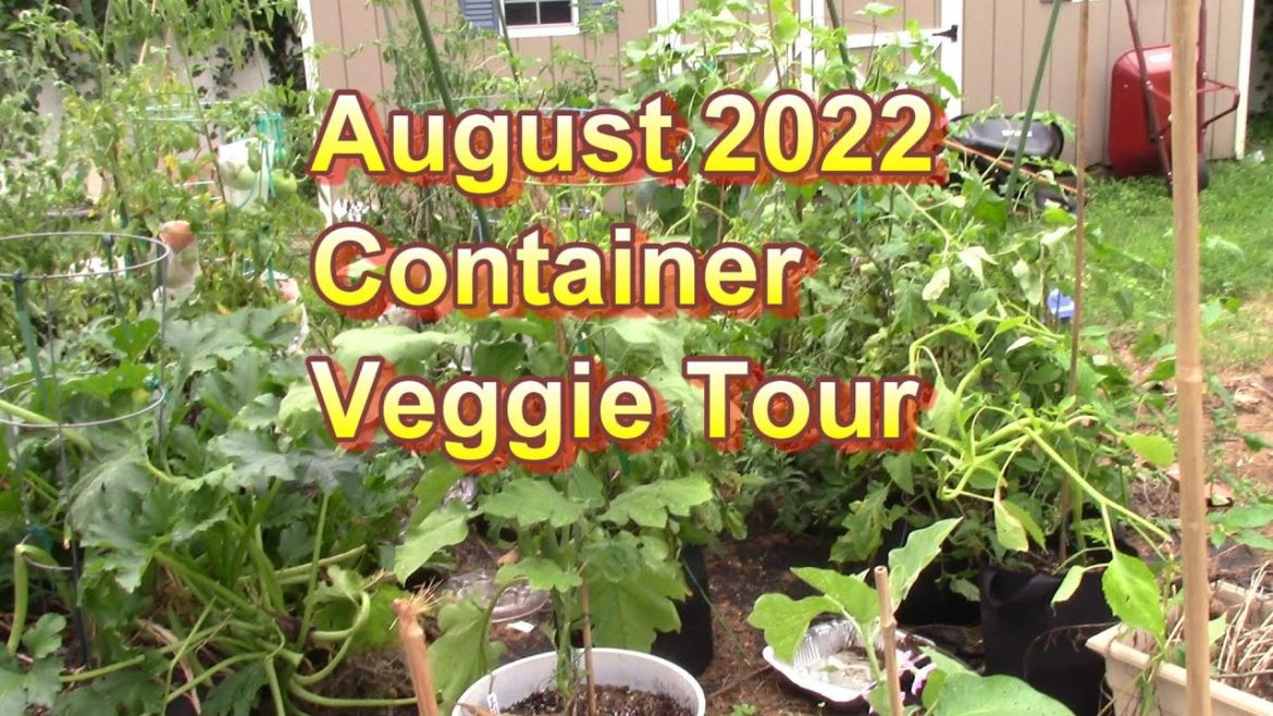 Veggie Container Garden Tour and Update for 2022