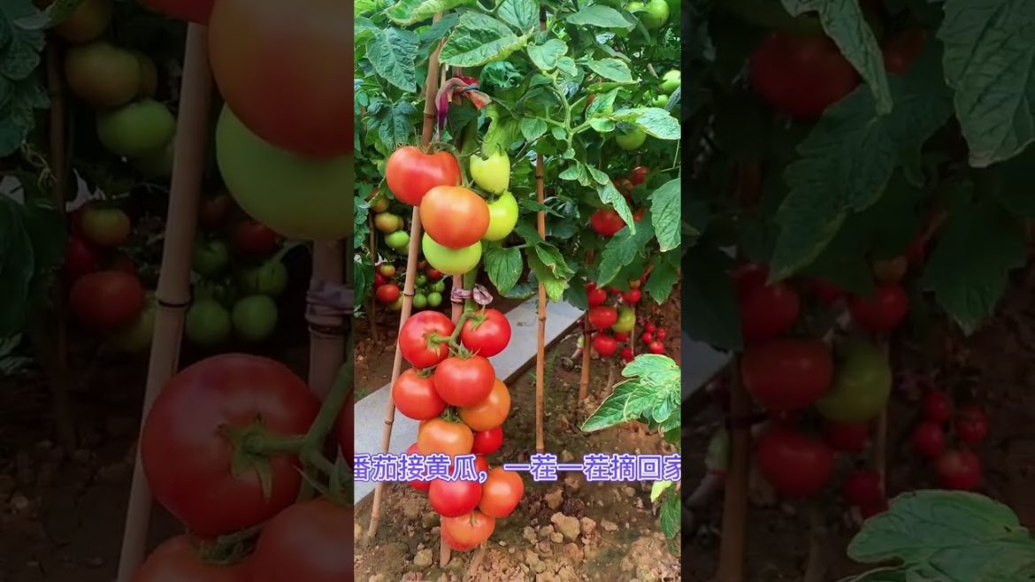 October 2022 Tips for garden at home with me October 2022 Tips for garden at home with me