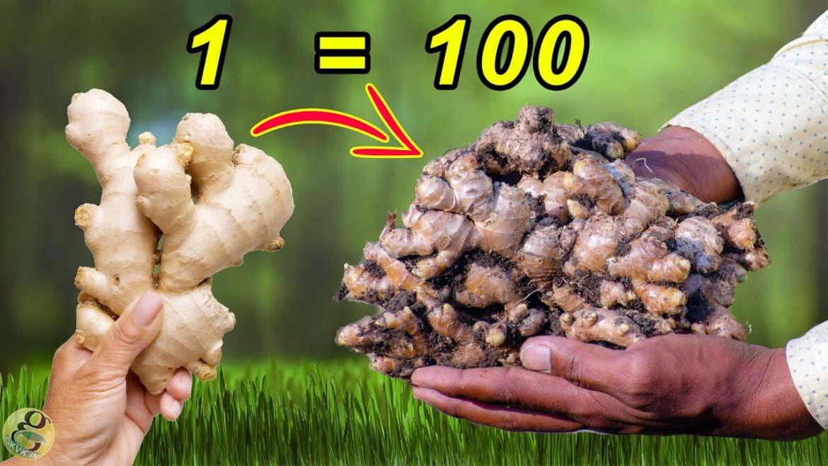 HOW TO GROW GINGER FROM GINGER AT HOME | 🥕 FOOD GARDENING EP-1 HOW TO GROW GINGER FROM GINGER AT HOME | 🥕 FOOD GARDENING EP-1