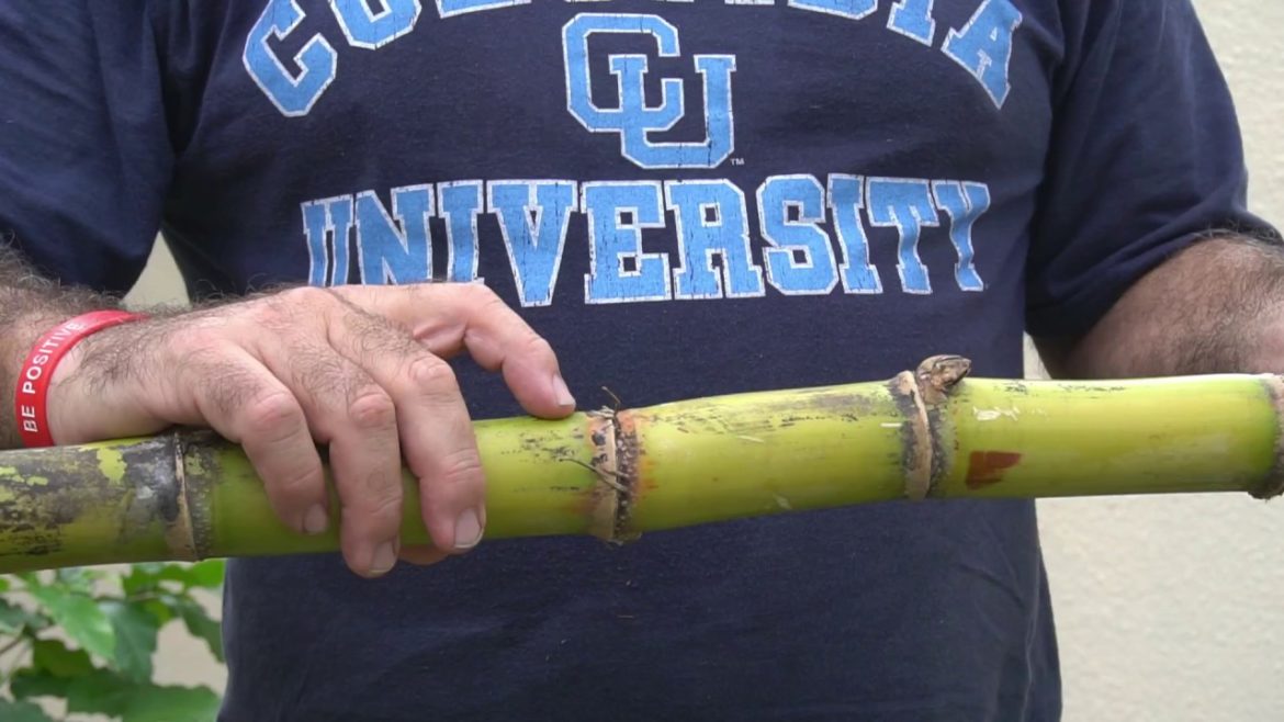 How to Create and plant an ORGANIC Edible Landscape Garden in Florida How to Create and plant an ORGANIC Edible Landscape Garden in Florida