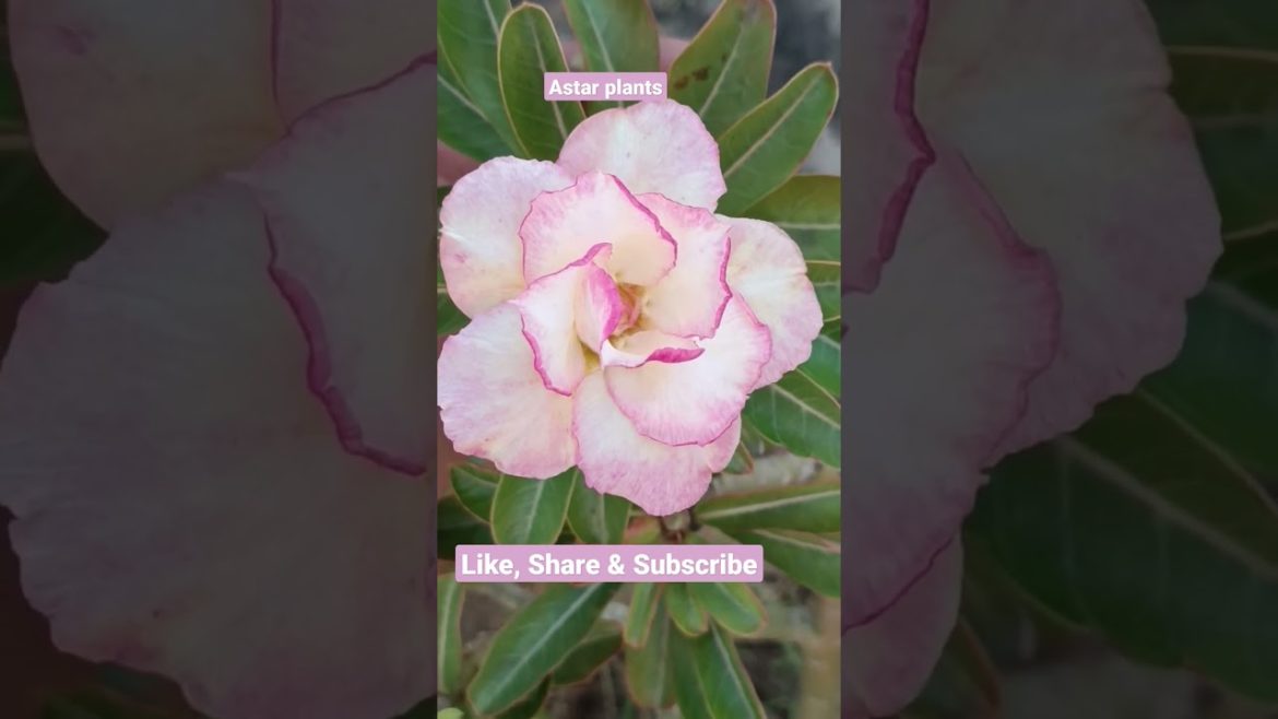 #adenium#desertrose#rosadodeserto#whitishpink#shorts