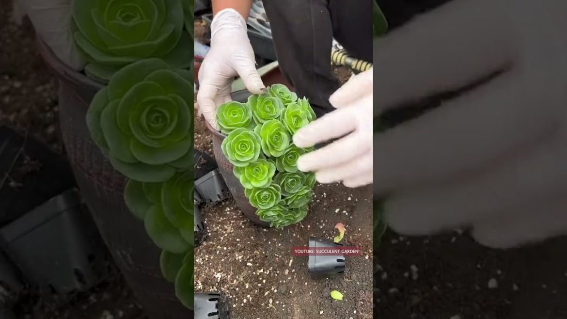 Succulent Ideas from Broken Pot