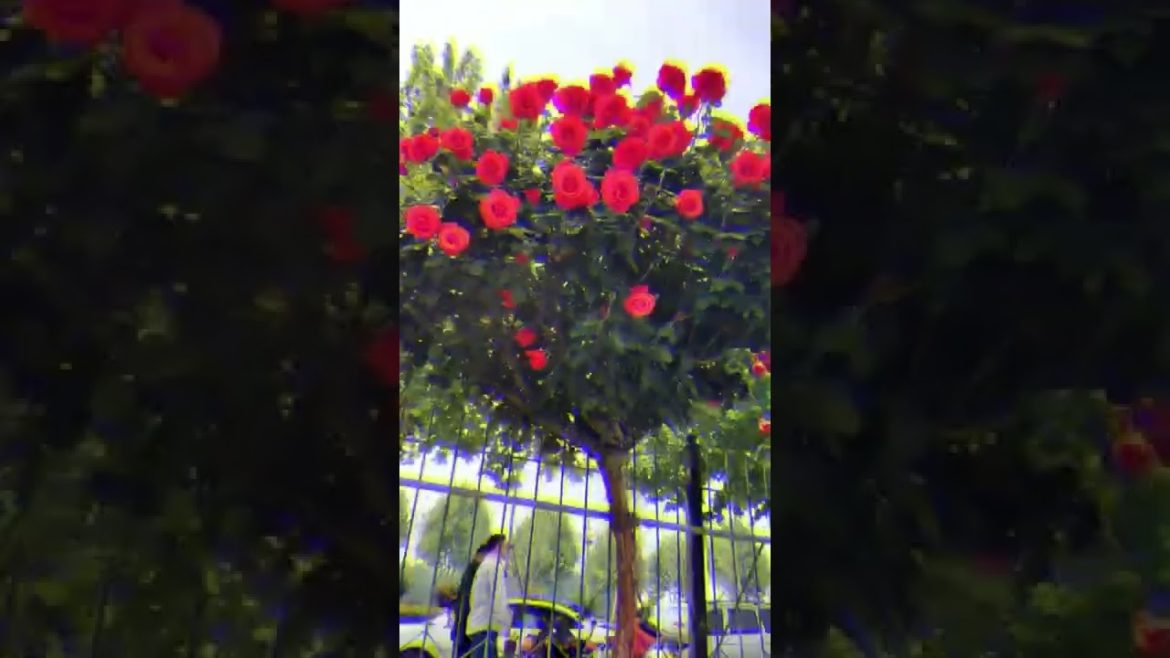 11 Tree Rose grafting tips from a wild trunk #Shorts @MrBeast @PewDiePie