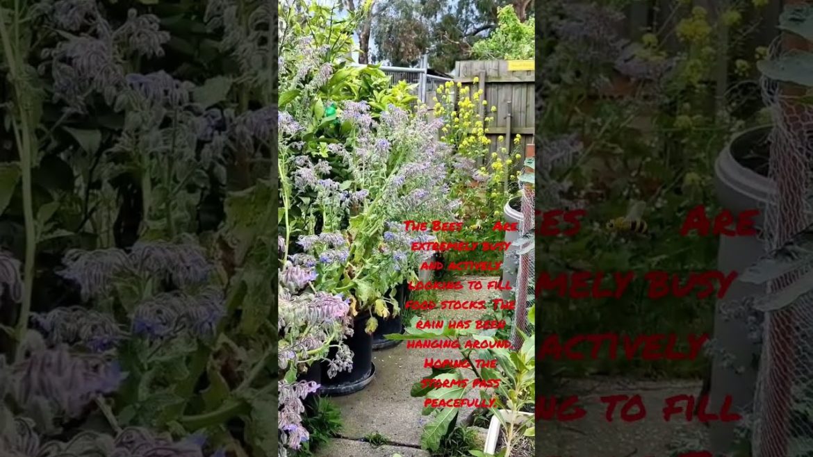 Melbourne Thunderstorms Hit Urban Farm! Bees busy at work Storing food! Ducks will be eager to swim!