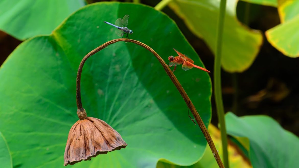 EP01 Chinese Garden of Huntington Library - Introduction, Video, and Photos-LA Travel Must Visit