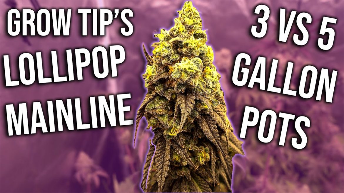 GROW TIP'S – Lollipop And Mainline Your Garden – 5 or 3 gal Pot's GROW TIP'S - Lollipop And Mainline Your Garden - 5 or 3 gal Pot's