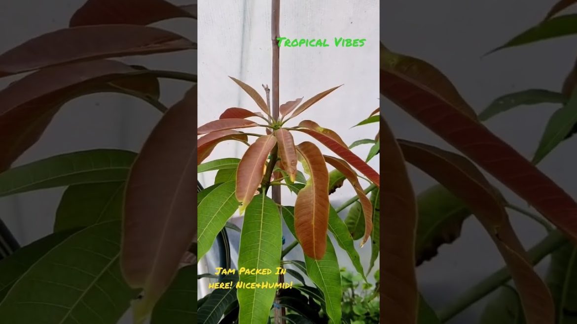 Tropical Vibes in The Urban Greenhouse! Jam packed with plants! Nice & Humid! Excited for Tomatoes!!