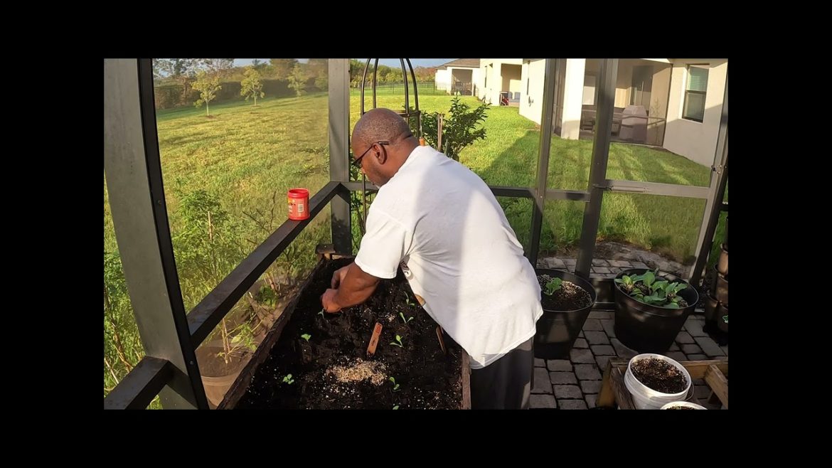 Fall Crop Planting: Brussel Sprouts, Cabbage, Lettuce, and Mustard Fall Crop Planting: Brussel Sprouts, Cabbage, Lettuce, and Mustard