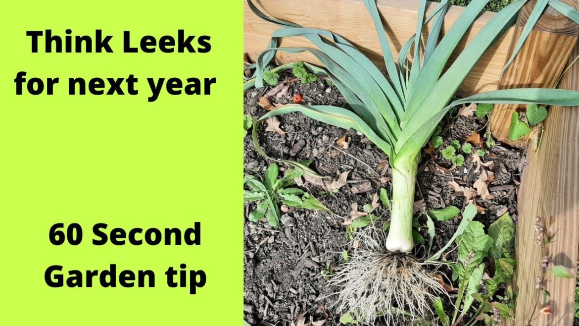 Think leeks - 60 second Garden Tip