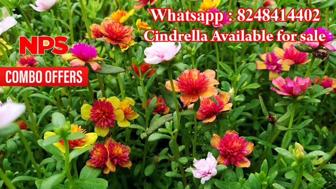 Portulaca - Table rose - Moss Rose - Pathumani - Cindrella Online sale - Whatsapp : 8248414402