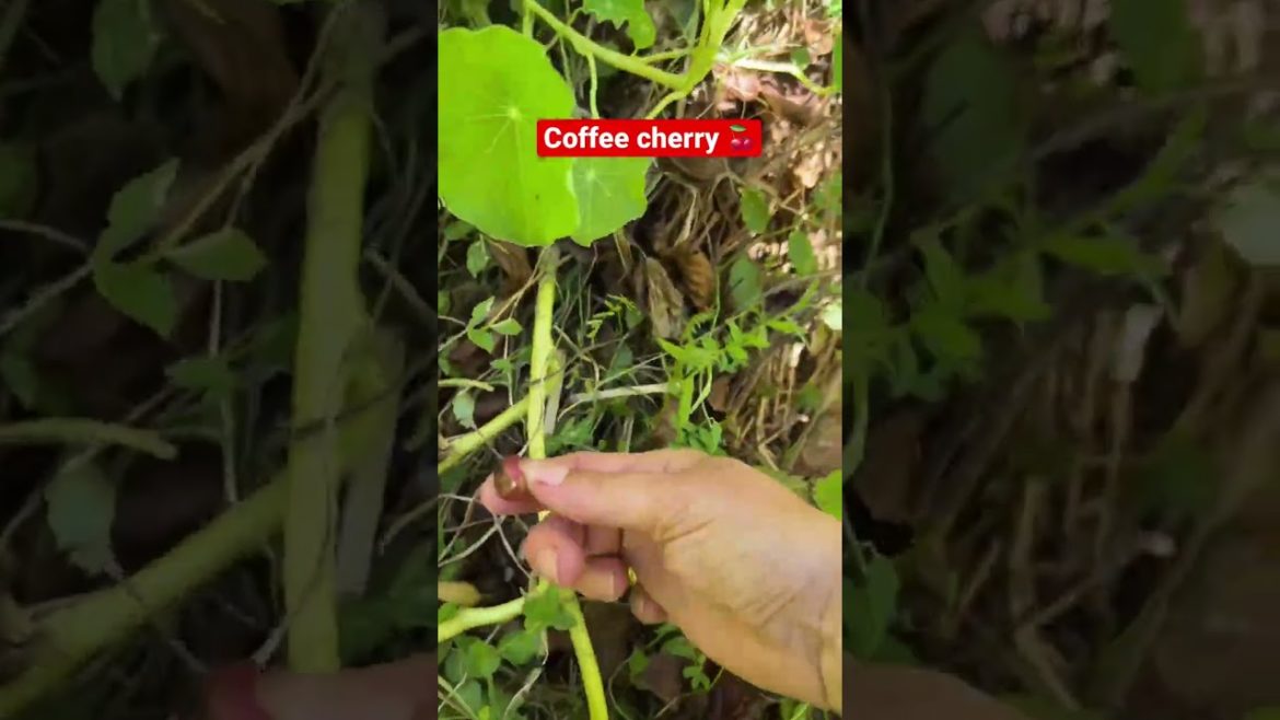 Coffee Cherry {the fruit from a coffee tree} Coffee Cherry {the fruit from a coffee tree}