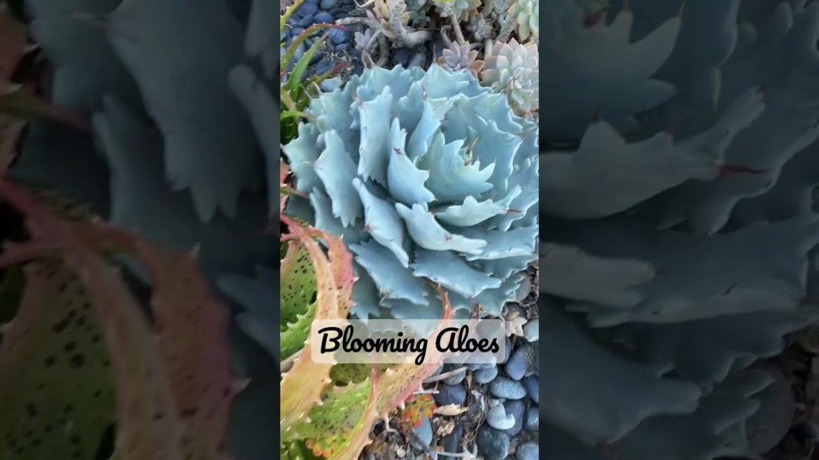 Succulent Garden Has Beautiful Yellow Blooming Aloe #shorts#succulent #frontyard #aloe#garden