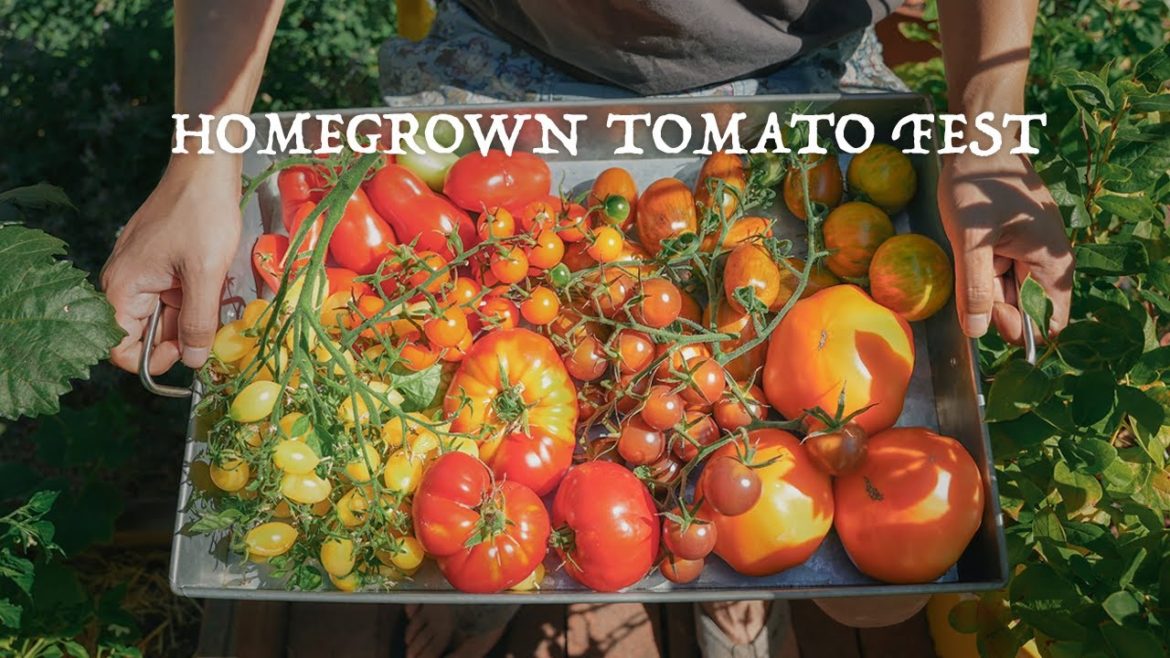 Our Favorite TOMATO Varieties from Backyard Garden 2022, Growing & Cooking with 8 Tomato Varieties Our Favorite TOMATO Varieties from Backyard Garden 2022, Growing & Cooking with 8 Tomato Varieties