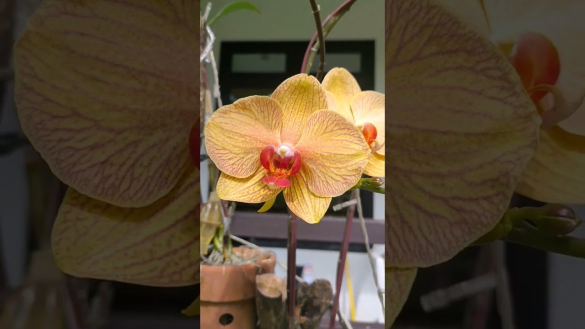Cymbidium orchid blooms. Another set of fascinating Orchid flowers at Sonny Sideup Farm. πΈππΏβΊοΈ Cymbidium orchid blooms. Another set of fascinating Orchid flowers at Sonny Sideup Farm. πΈππΏβΊοΈ