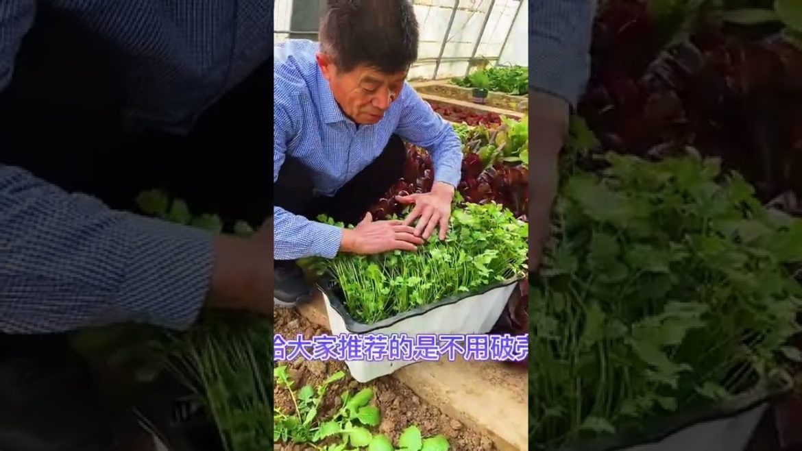 October Tips for garden at home with me October Tips for garden at home with me