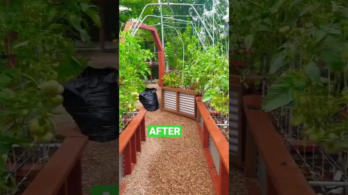 Just a little bit of work required 😂 #tomatogarden #backyardgarden