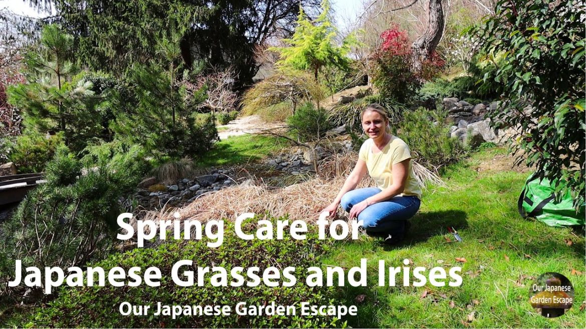 Spring Care for Japanese Blood Grass and Irises | Our Japanese Garden Escape Spring Care for Japanese Blood Grass and Irises | Our Japanese Garden Escape