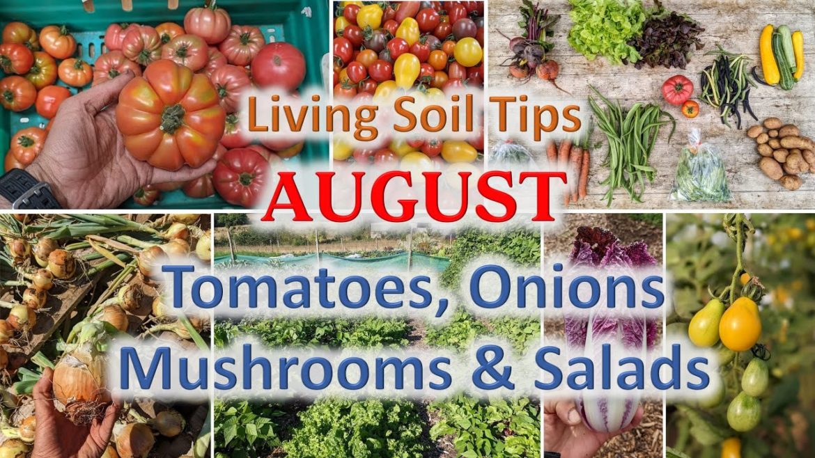 No-dig Gardening Seasonal Tips – August No-dig Gardening Seasonal Tips - August