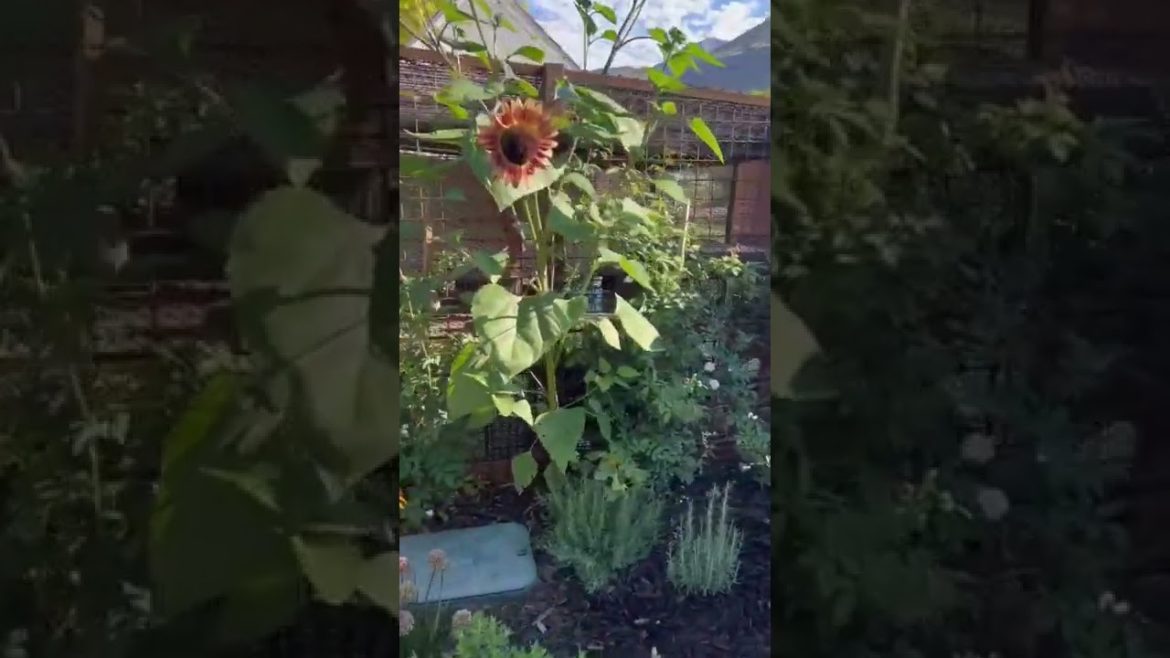 Beautiful Flowers In The Fall | Big Rock Premium Landscaping And Design