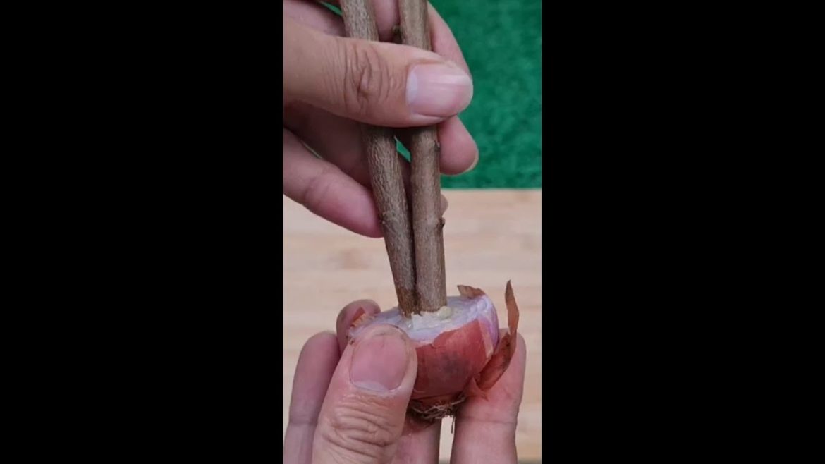 How to Grow Custard Apple Tree from Cutting by Onion #shorts #garden #trending