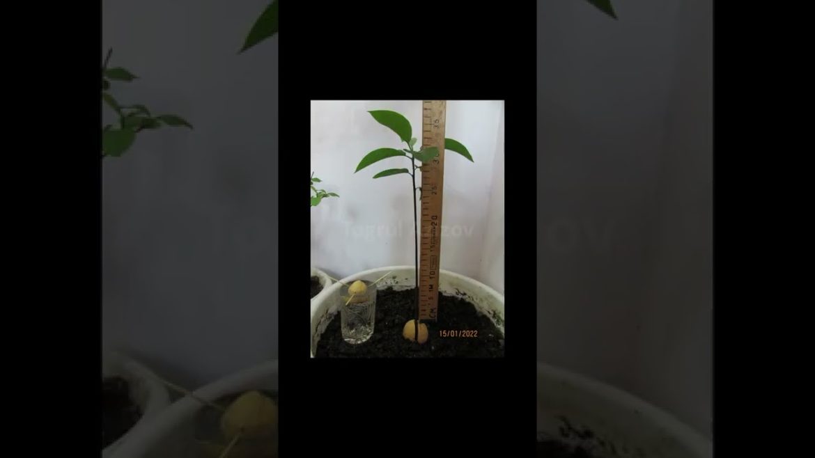 Best garden plant growing method tips by Togrul Azizov | timelapse seed germination #shorts