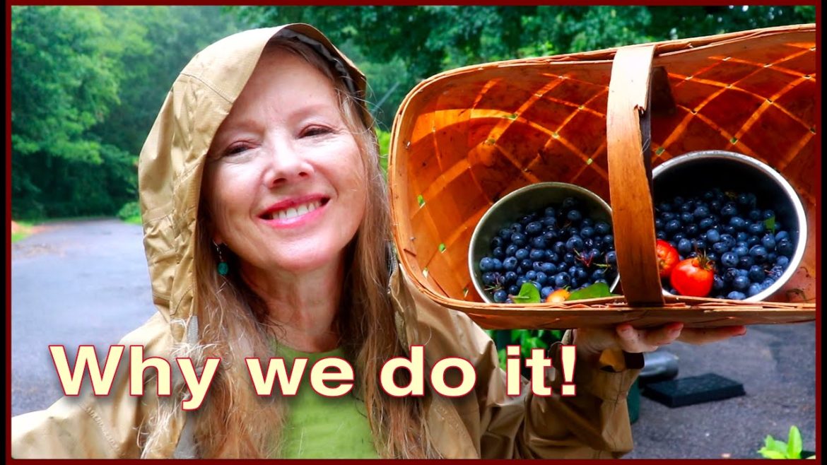 SURPRISE BLUEBERRY HARVEST in rain!