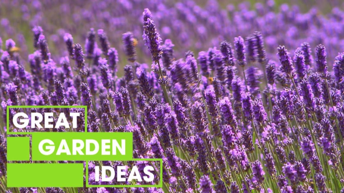 Lavender | GARDEN | Great Home Ideas