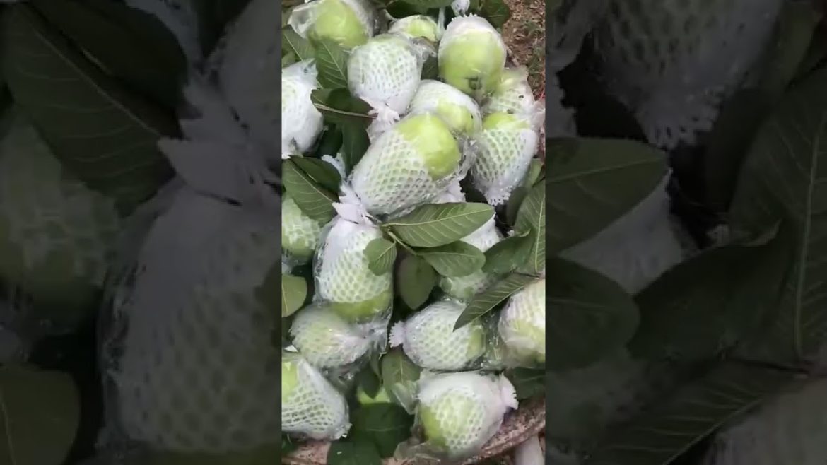 Fresh Guava Vietnam with GOOD PRICE and BEST QUALITY