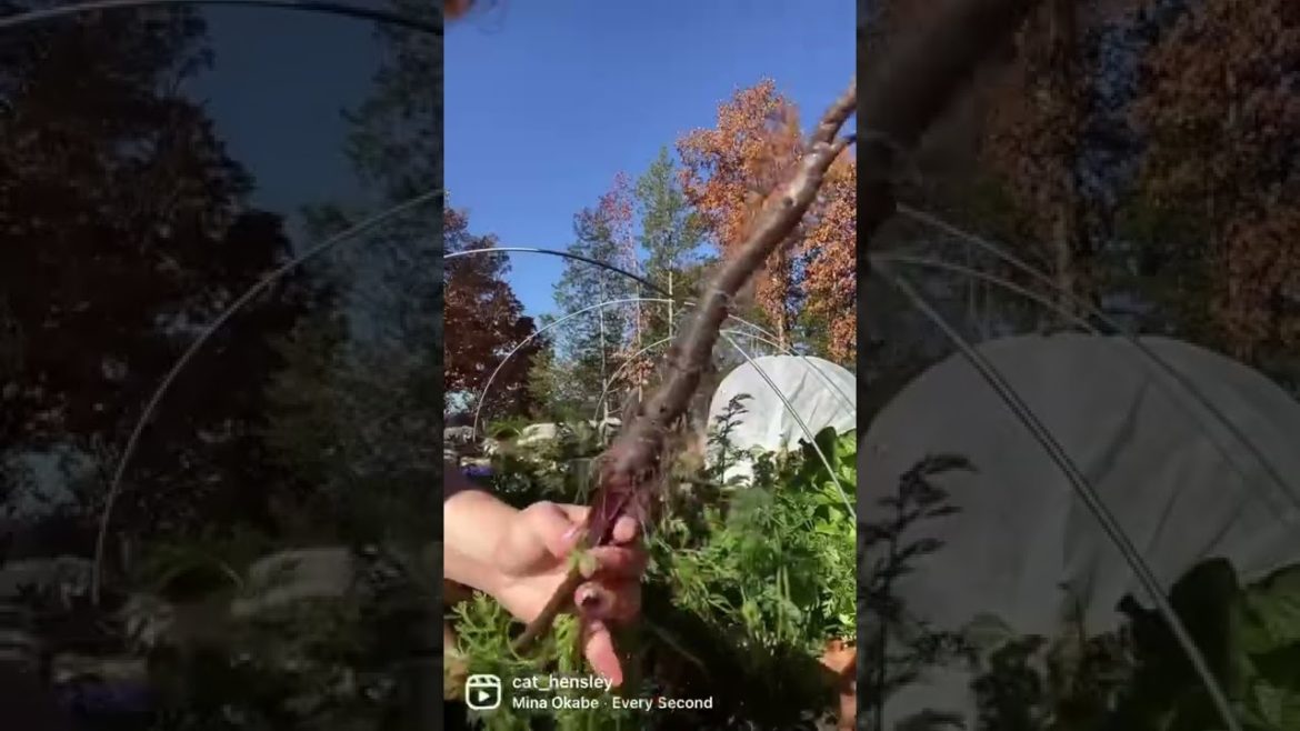 Harvesting π Carrots #backyard #backyardgarden #backyardgardener #backyardgardening #growsomething Harvesting π Carrots #backyard #backyardgarden #backyardgardener #backyardgardening #growsomething